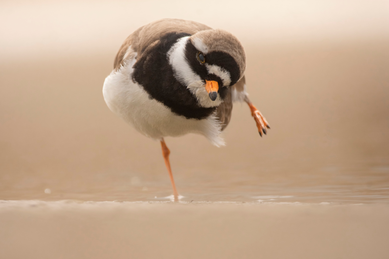 260419 Ringed Plover