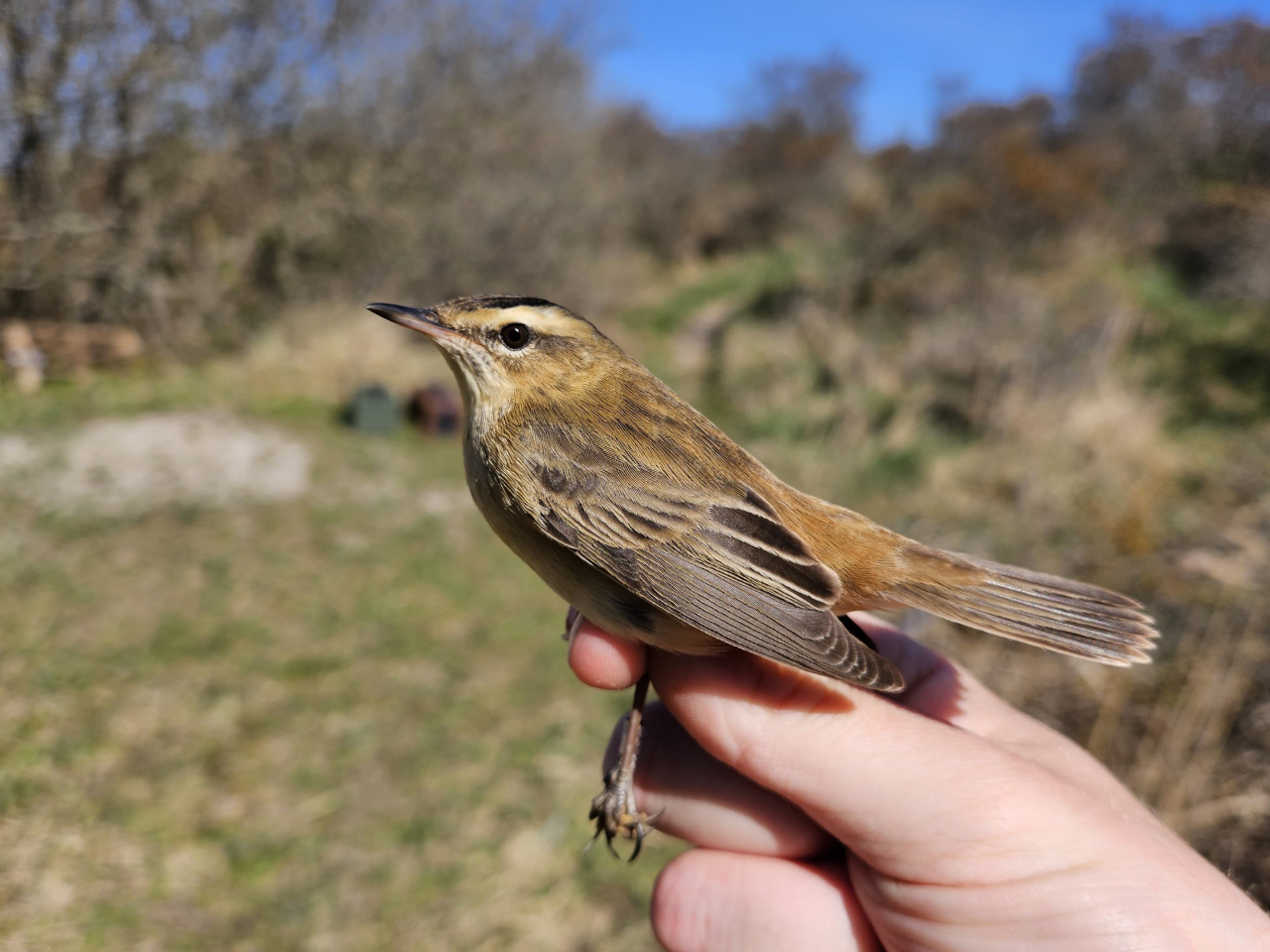 260501 Sedge