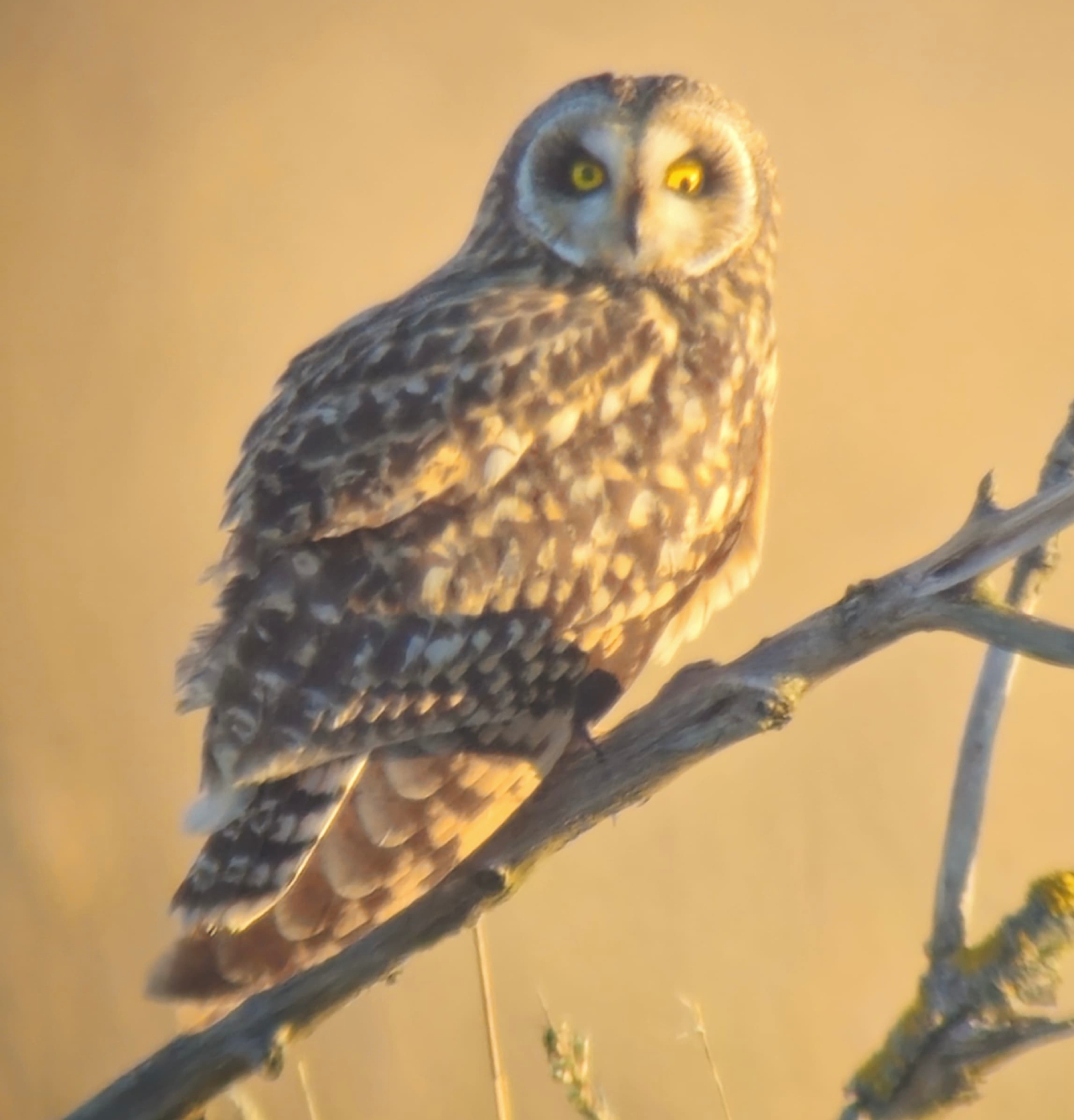 260505 mad eye owl