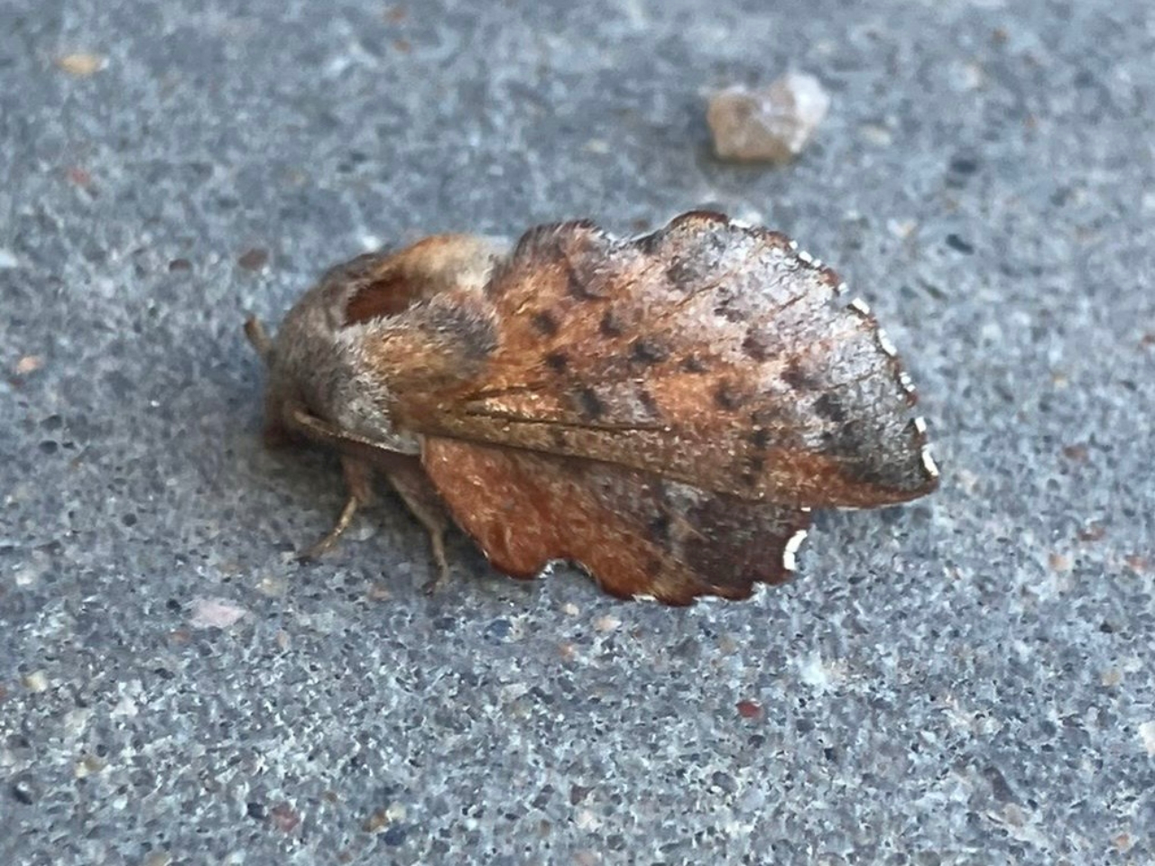 260510 small lappet