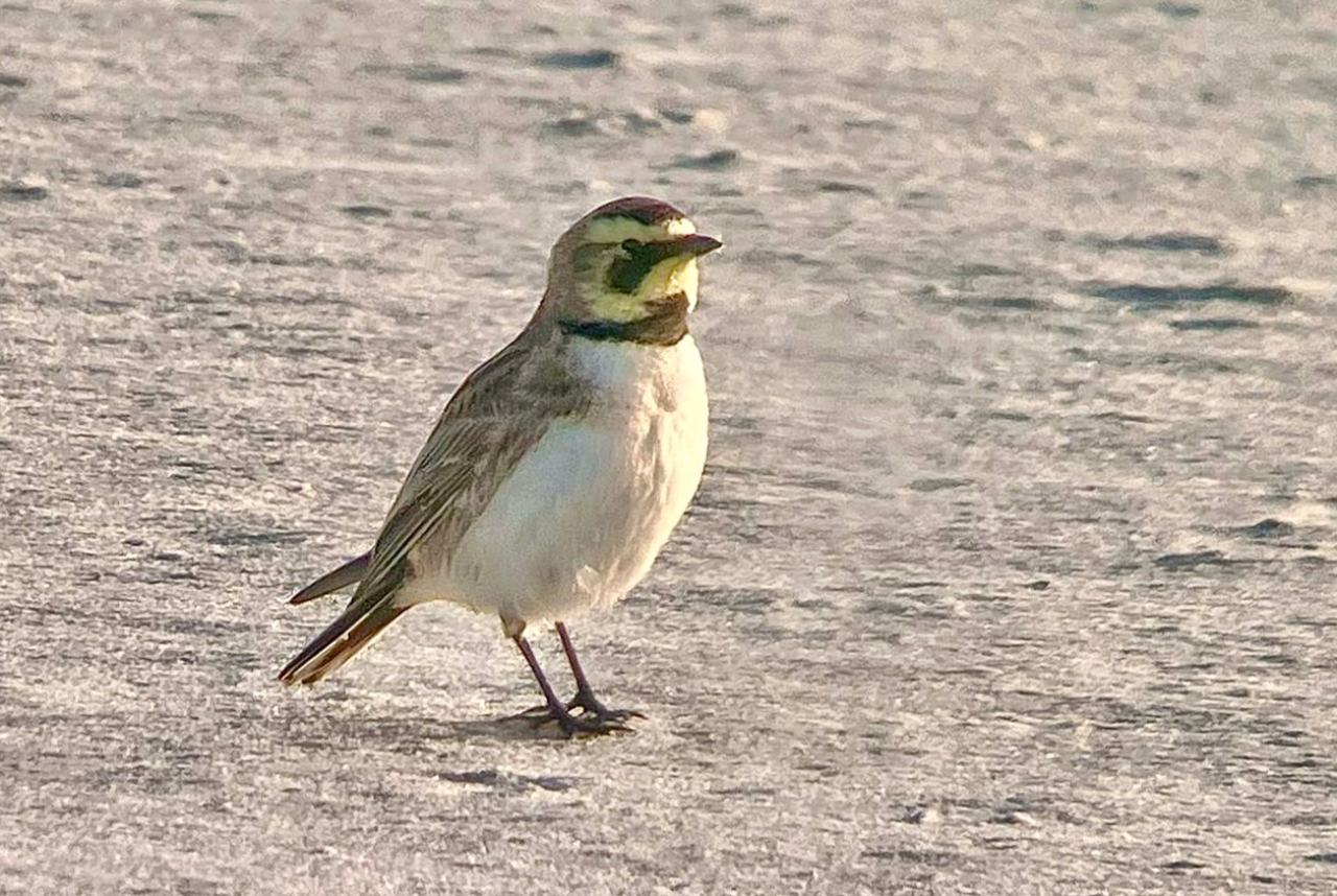 260524 Shore Lark