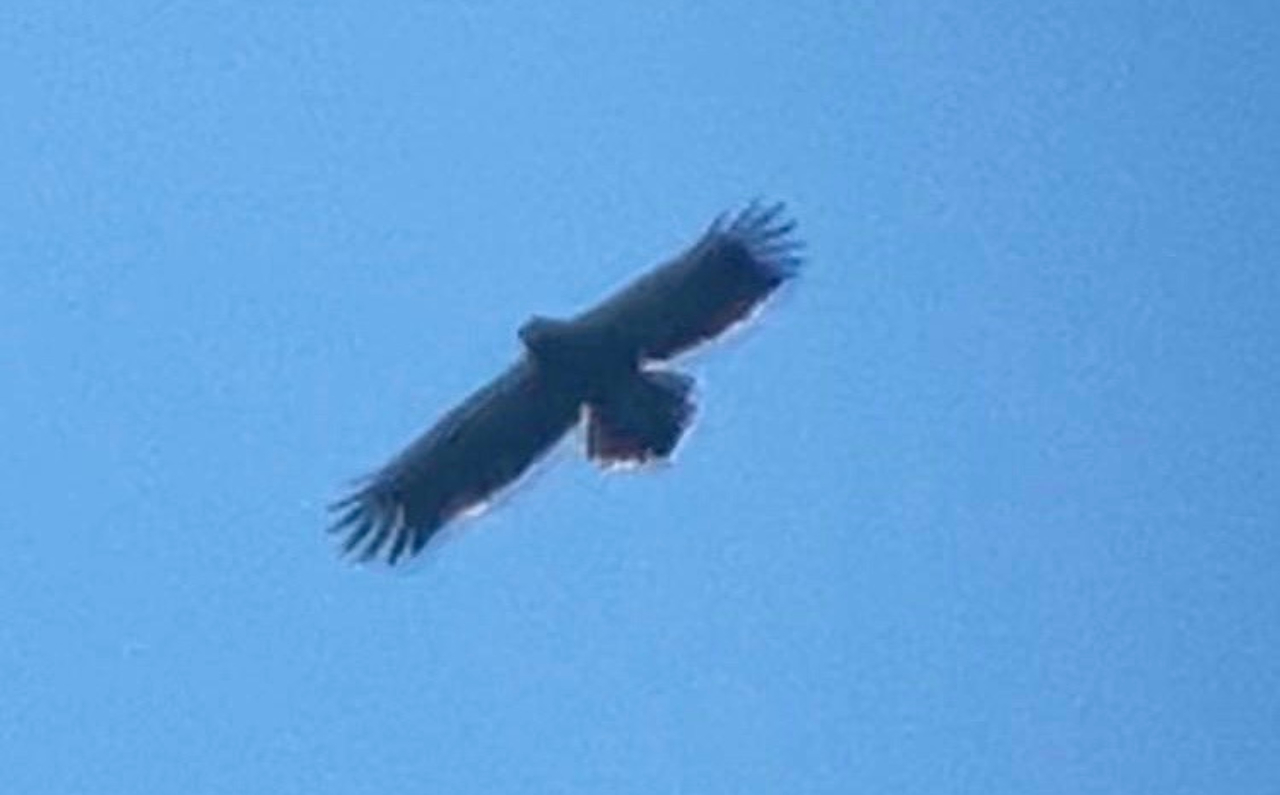 260528 Lesser Spotted Eagle