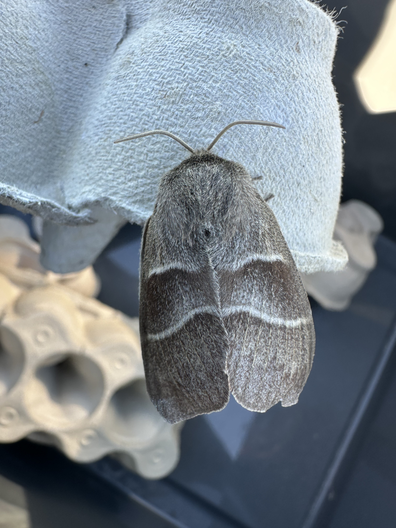 260529 fox moth