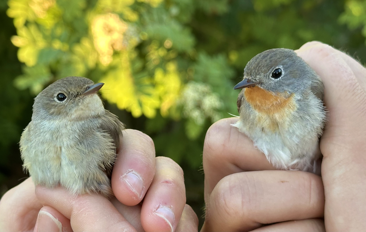 260529 rb flycatchers