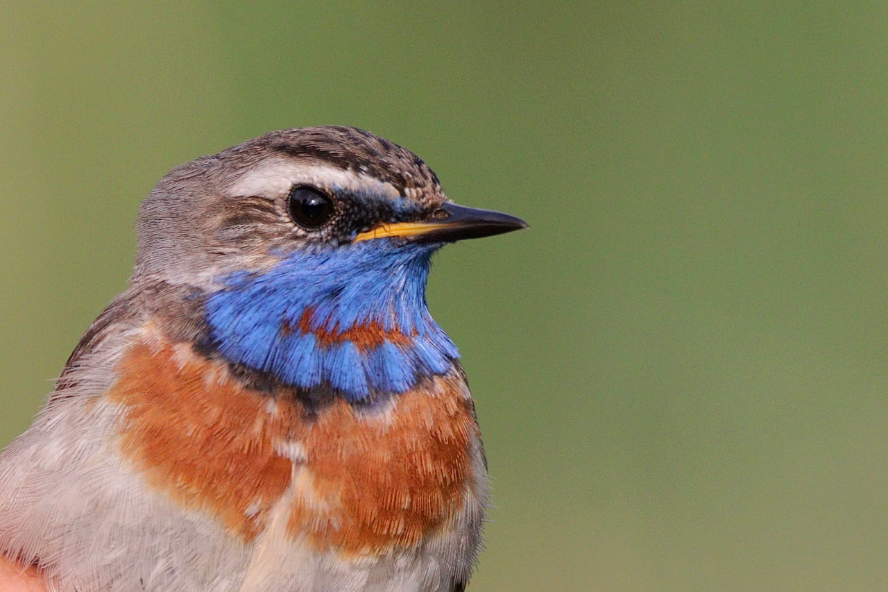 260603 Bluethroat