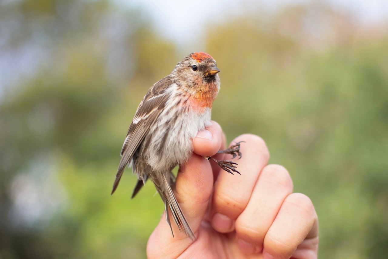 260603 Redpoll