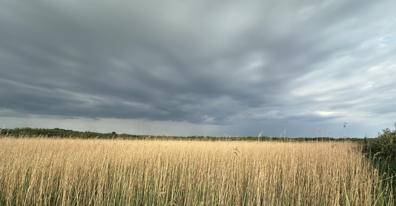 260603 clouds and reeds