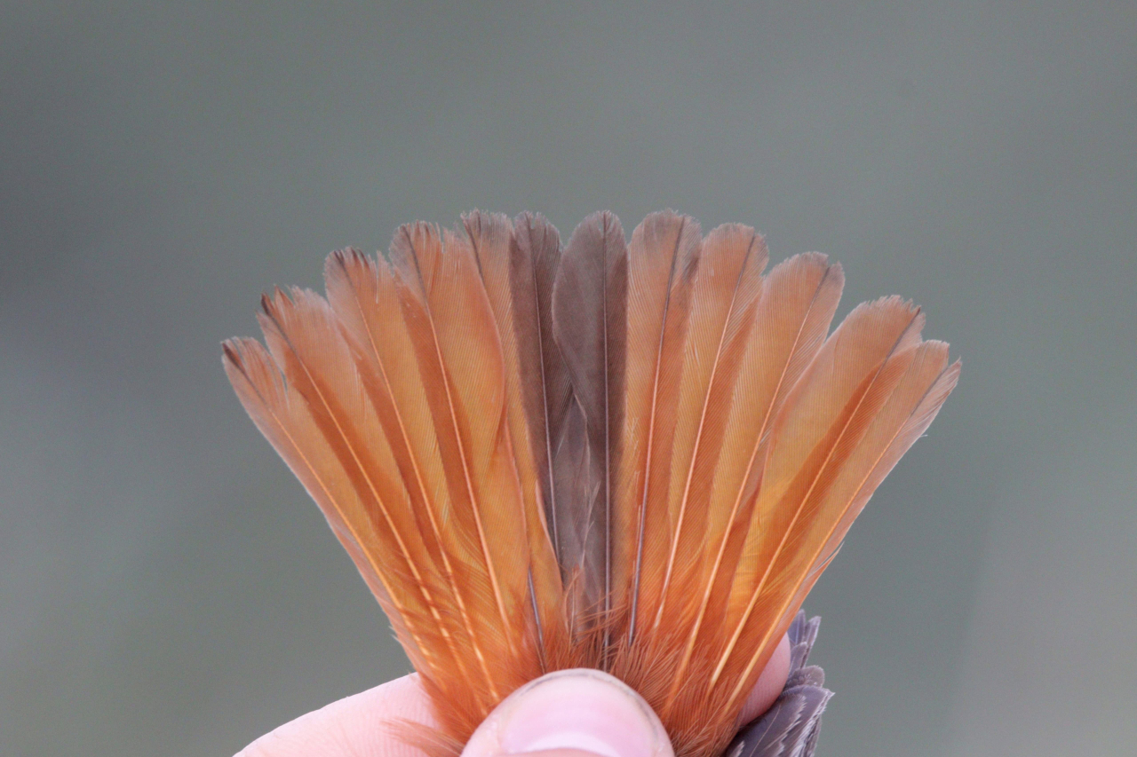 260608 Black Redstart tail