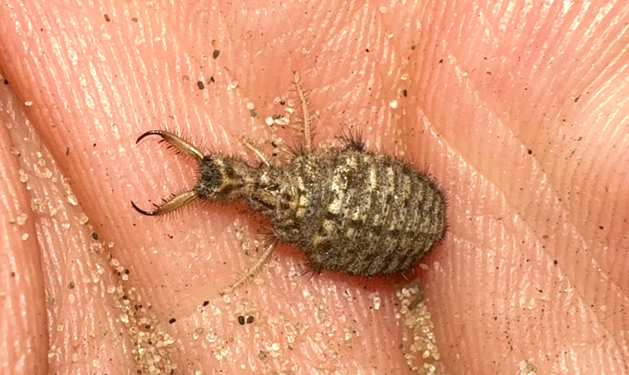 260612 Antlion