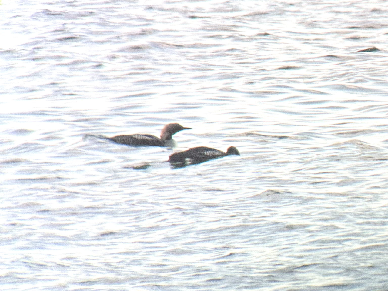 260612 Black throated