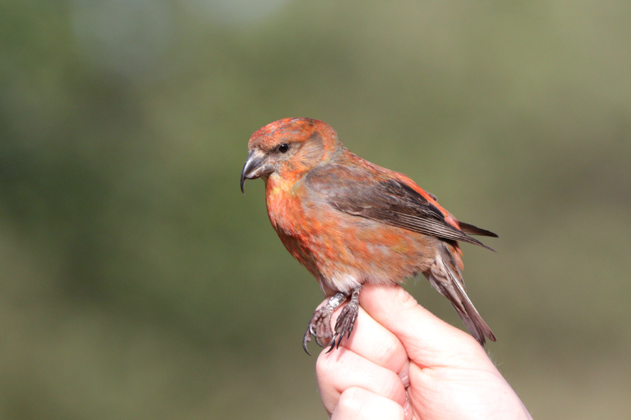 260612 crossbill