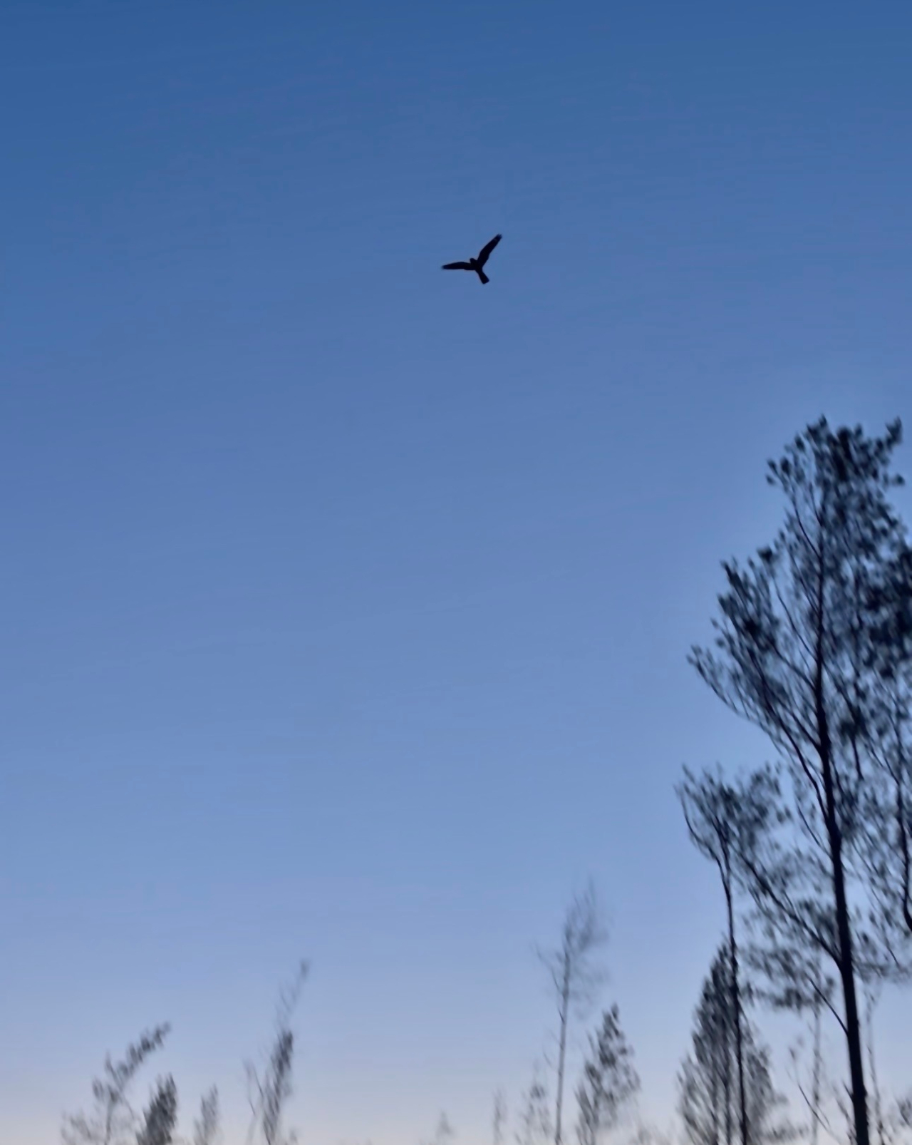 260612 nightjar flight