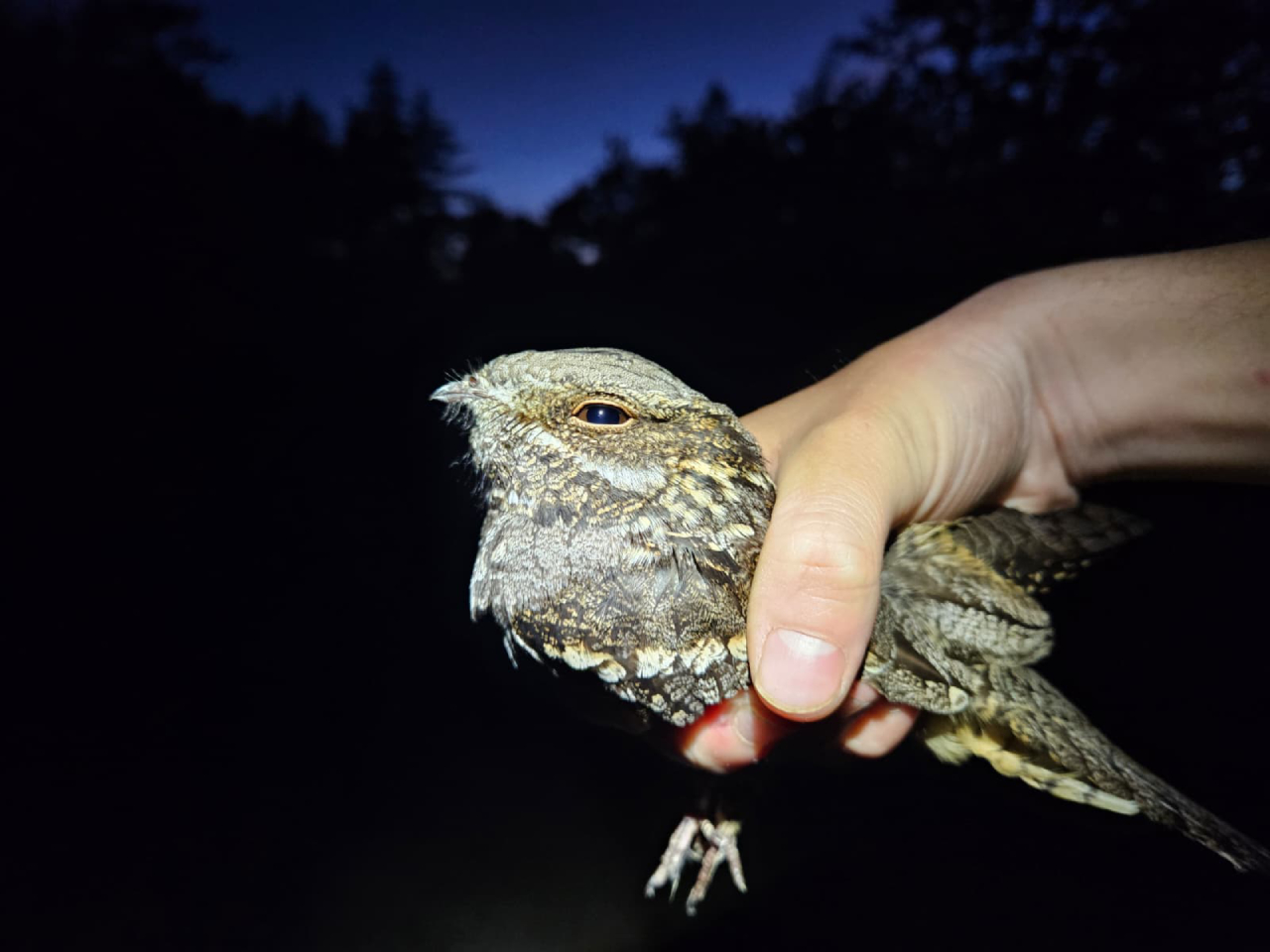 260612 nightjar in hand