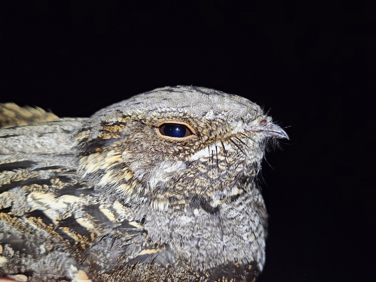 260612 nightjar portrait