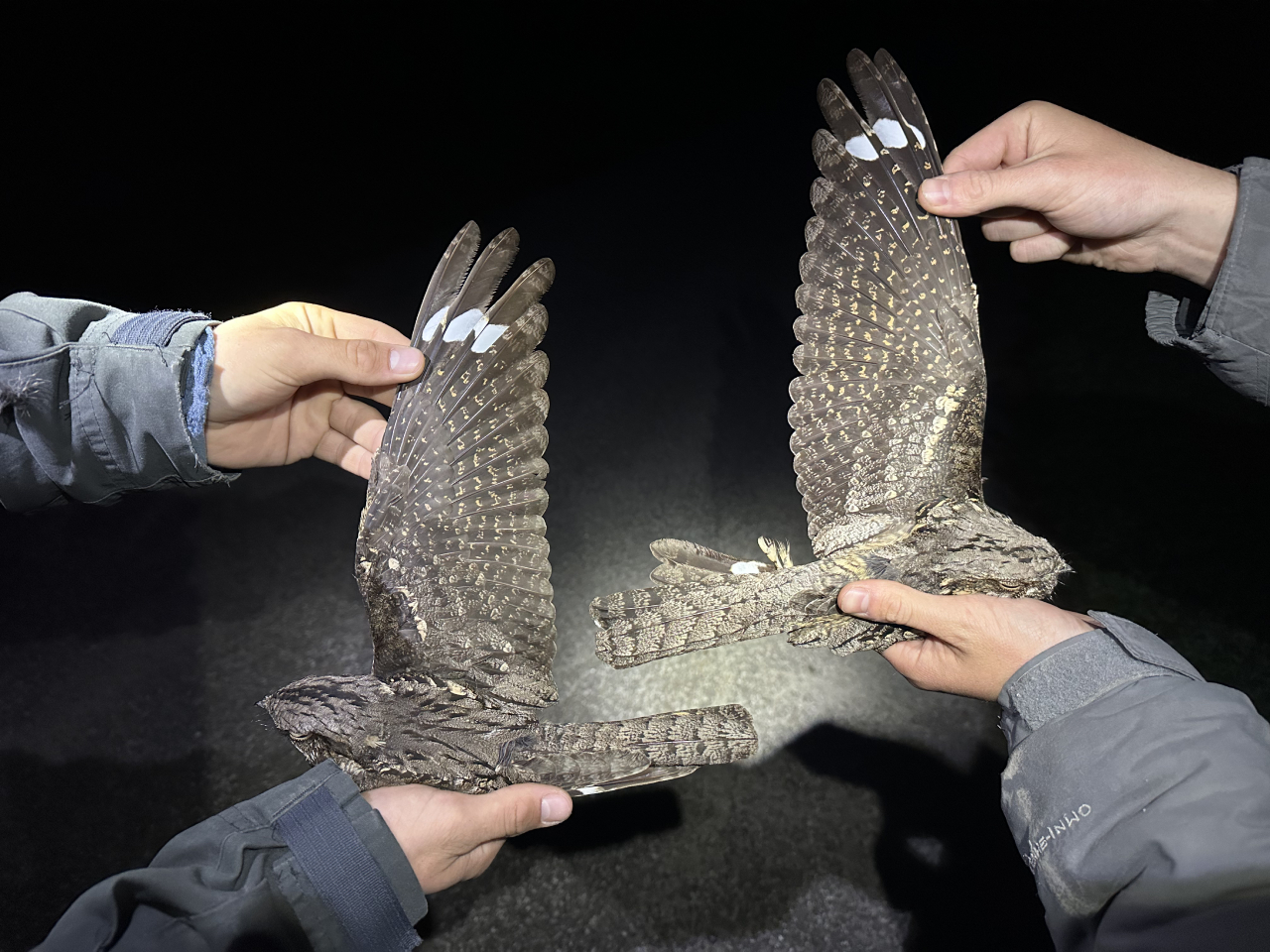 260612 nightjar wings