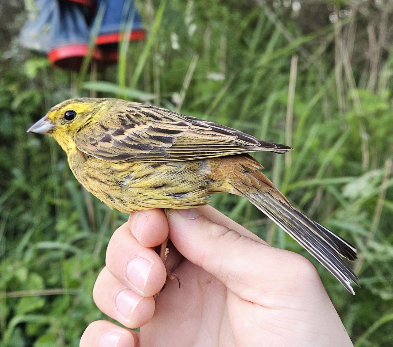 260616 yellowhammer
