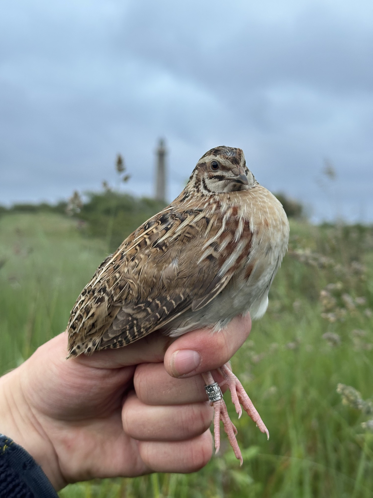 260618 quail1