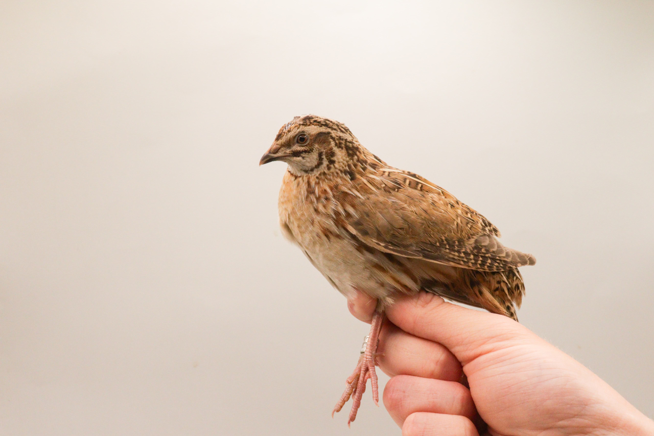 260618 quail2