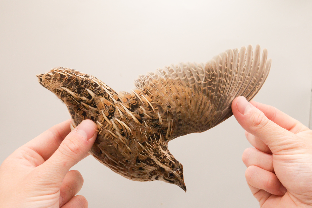 260618 quail3