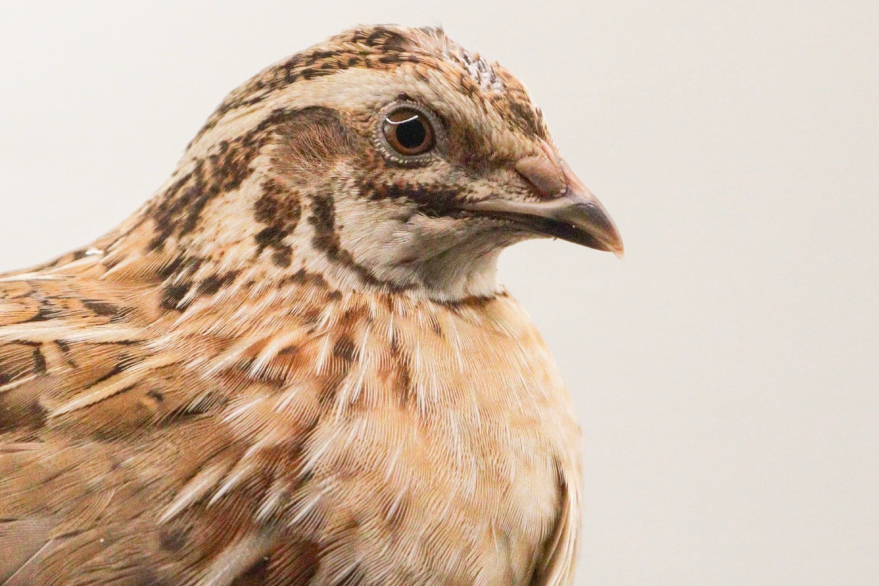 260618 quail4