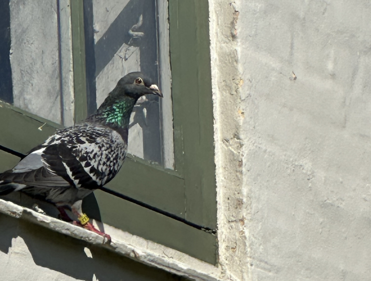 260623 pigeon