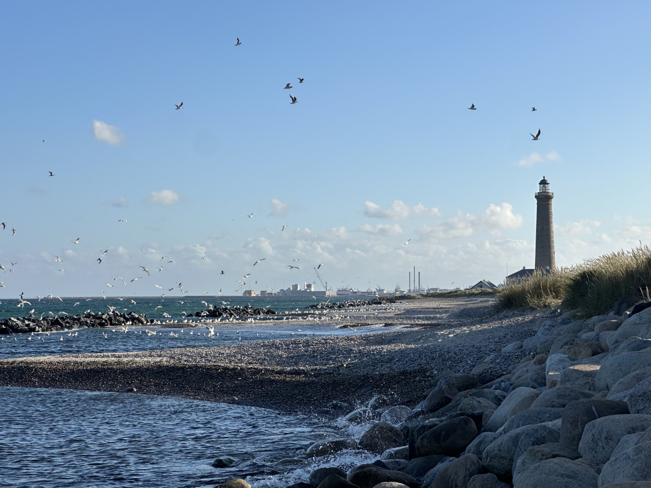 260629 gulls