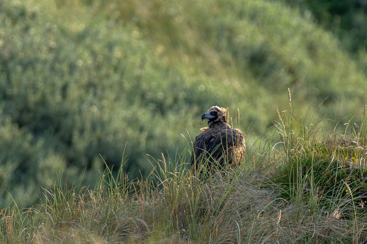 260630 vulture roost EC