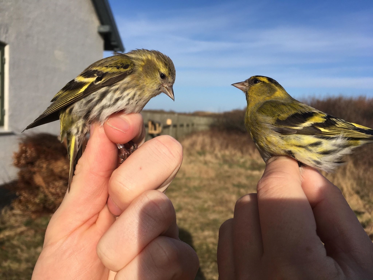 2 Gronsiskener Siskins