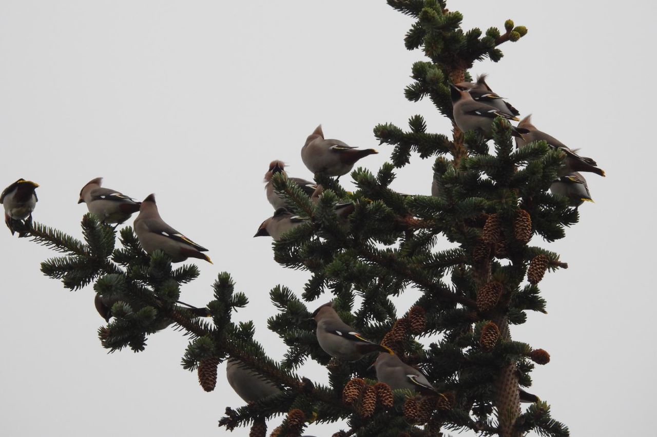 4 waxwing