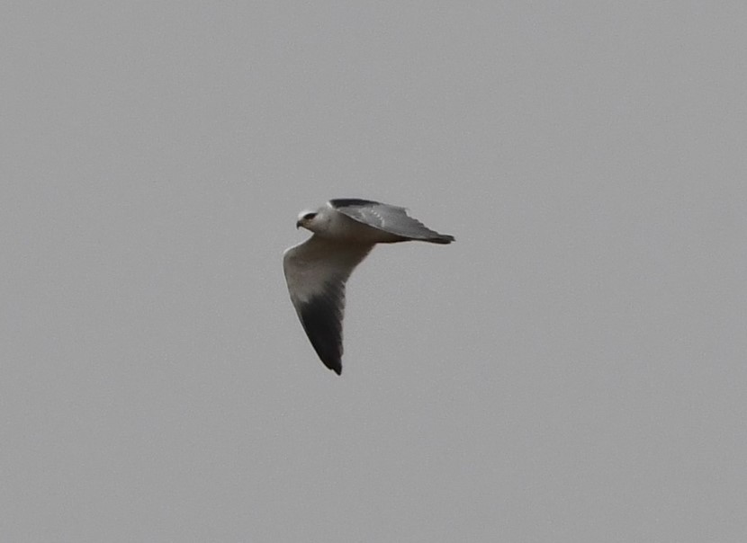 Black winged Kite april 16 2025 AndrewJacobs