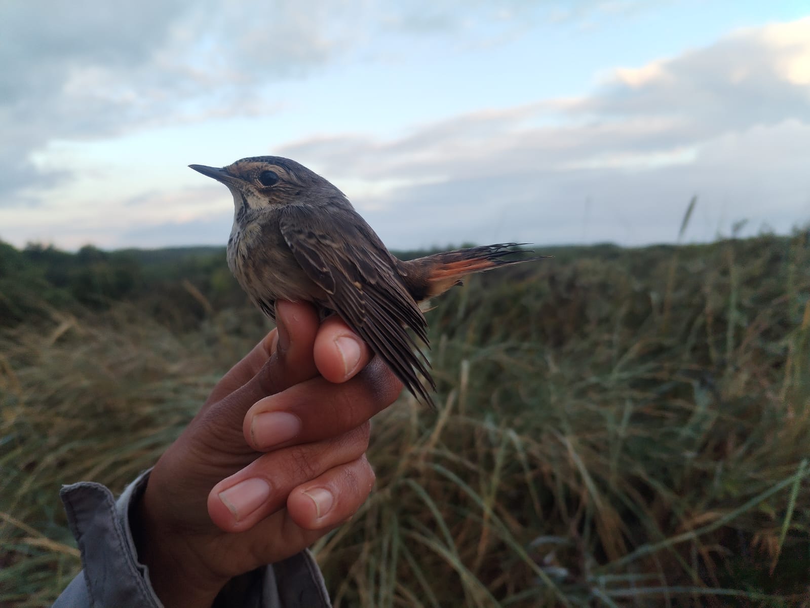 Bluethroat 300725