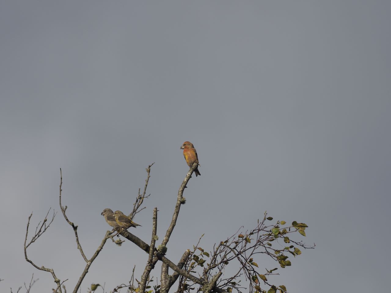 Crossbill2.jpeg