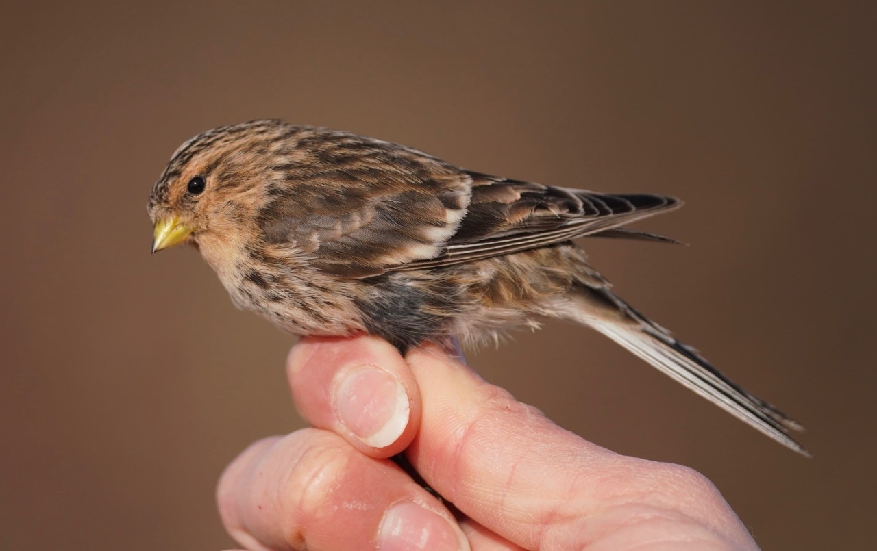 260321 Twite