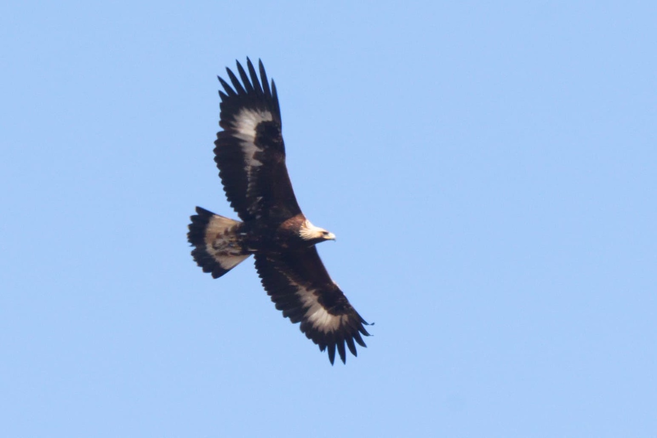 Golden eagle 17 04 2026