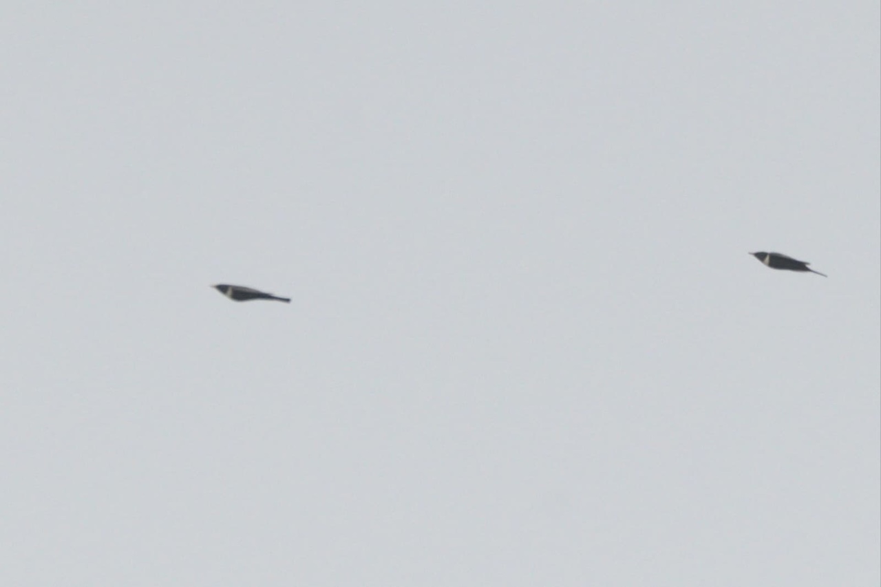 Ring ouzels 11 04 2026