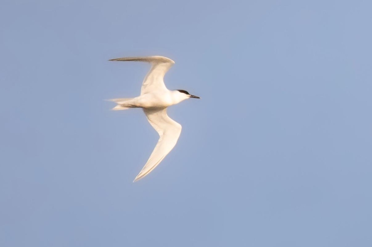 Sandwich cubes 25 03 26