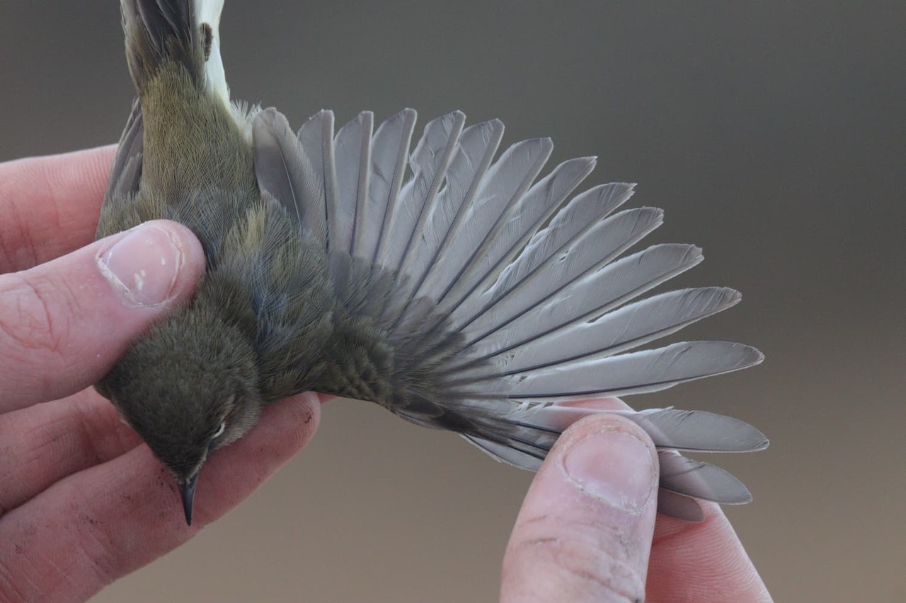 Spanish recap chiffchaff 1 11 04 2026