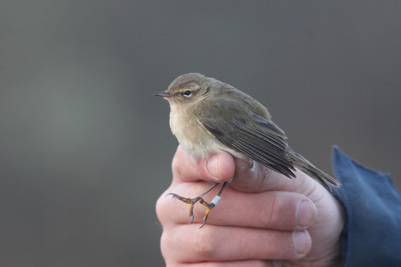 Spanish recap chiffchaff 2 11 04 2026