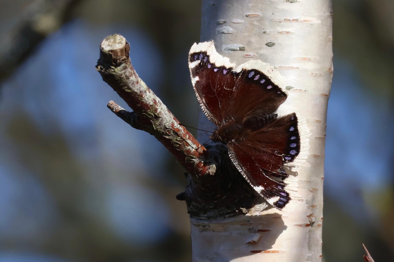 camberwell beauty 23 04 2026