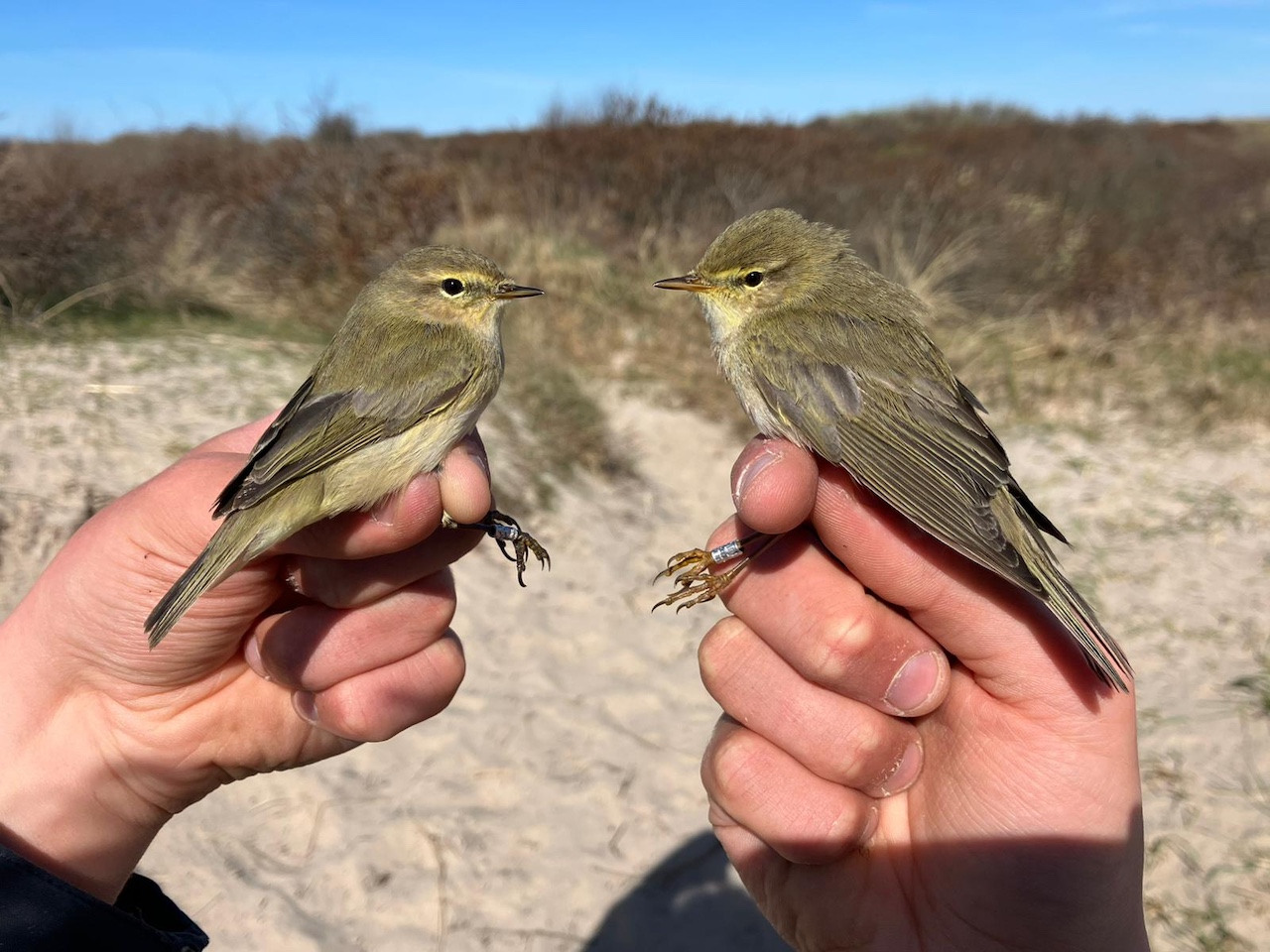 chiffchaff vs willow 23 04 2026
