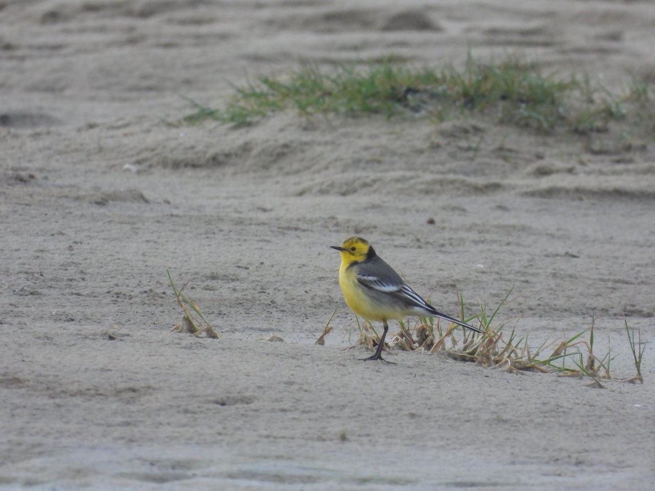 citrine wagtail 18 04 2026