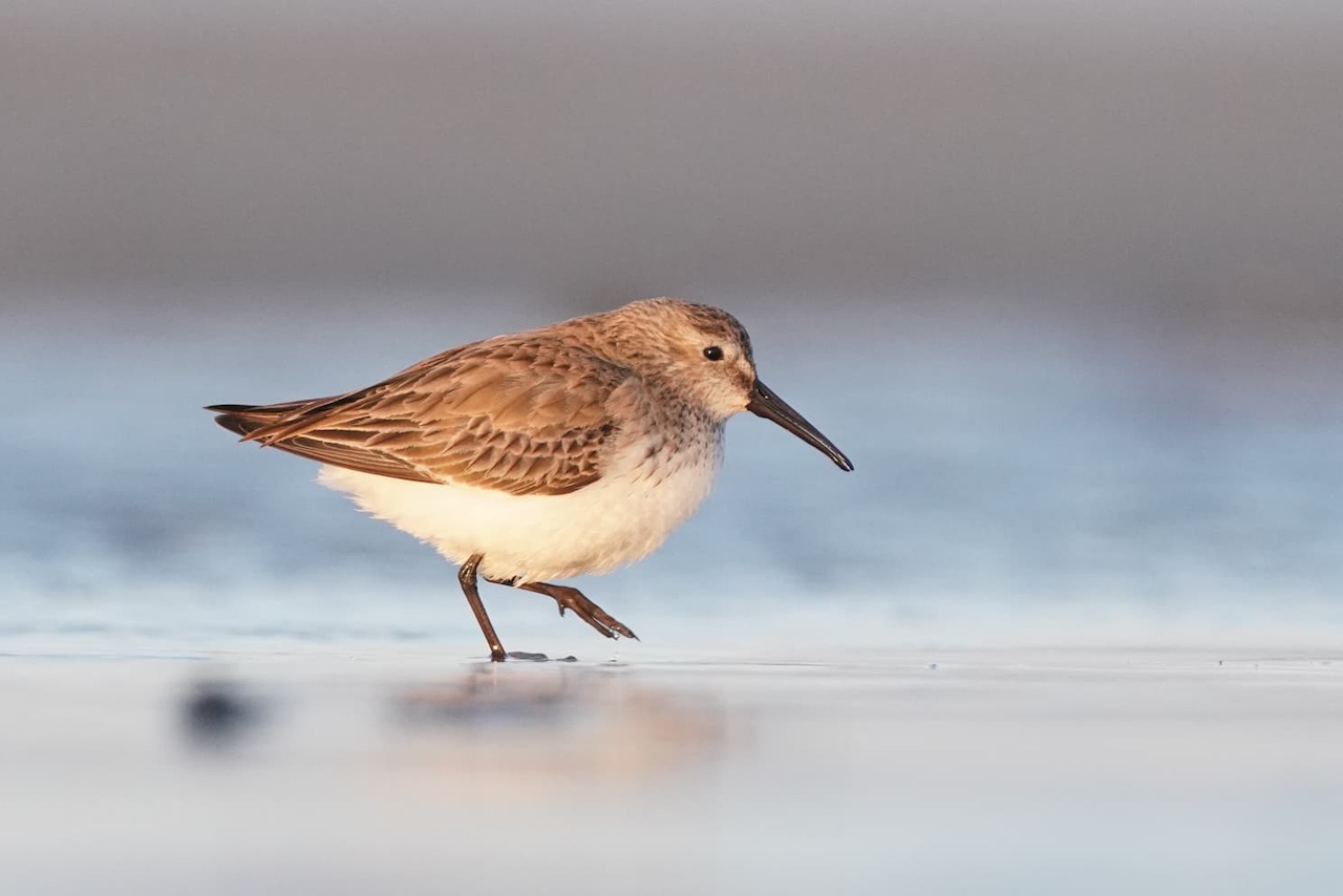 dunlin 11 04 2026