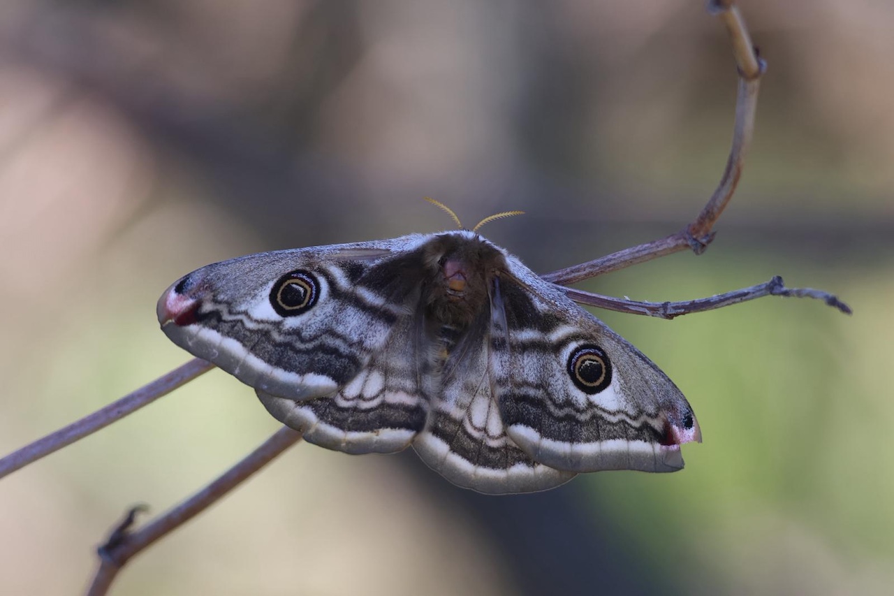 emperor moth 23 04 2026