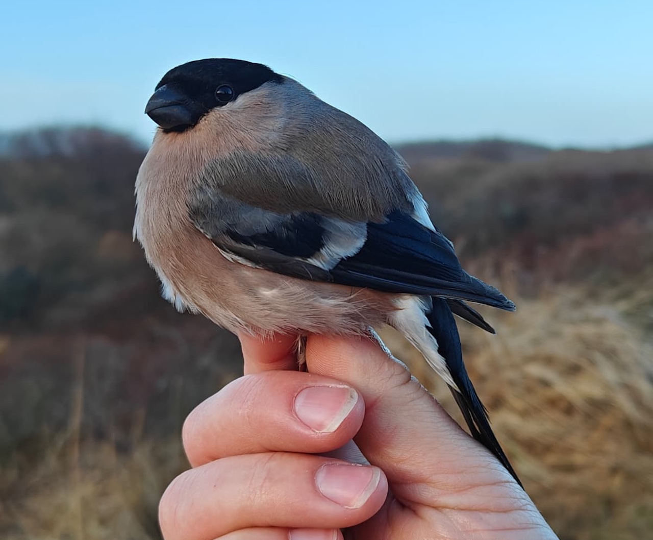 female bullfinch 2026 03 30