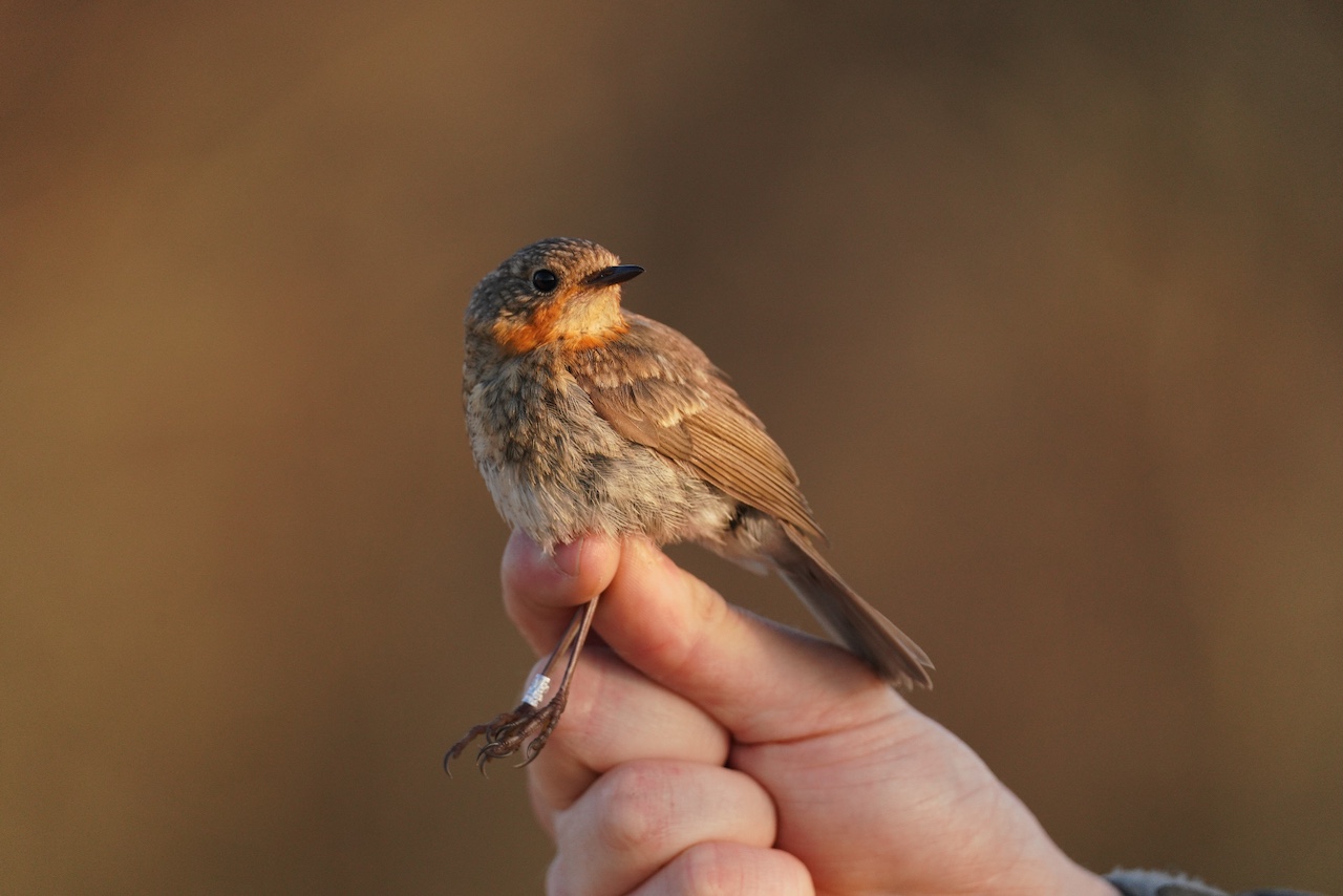 funky robin 17 04 2026 1