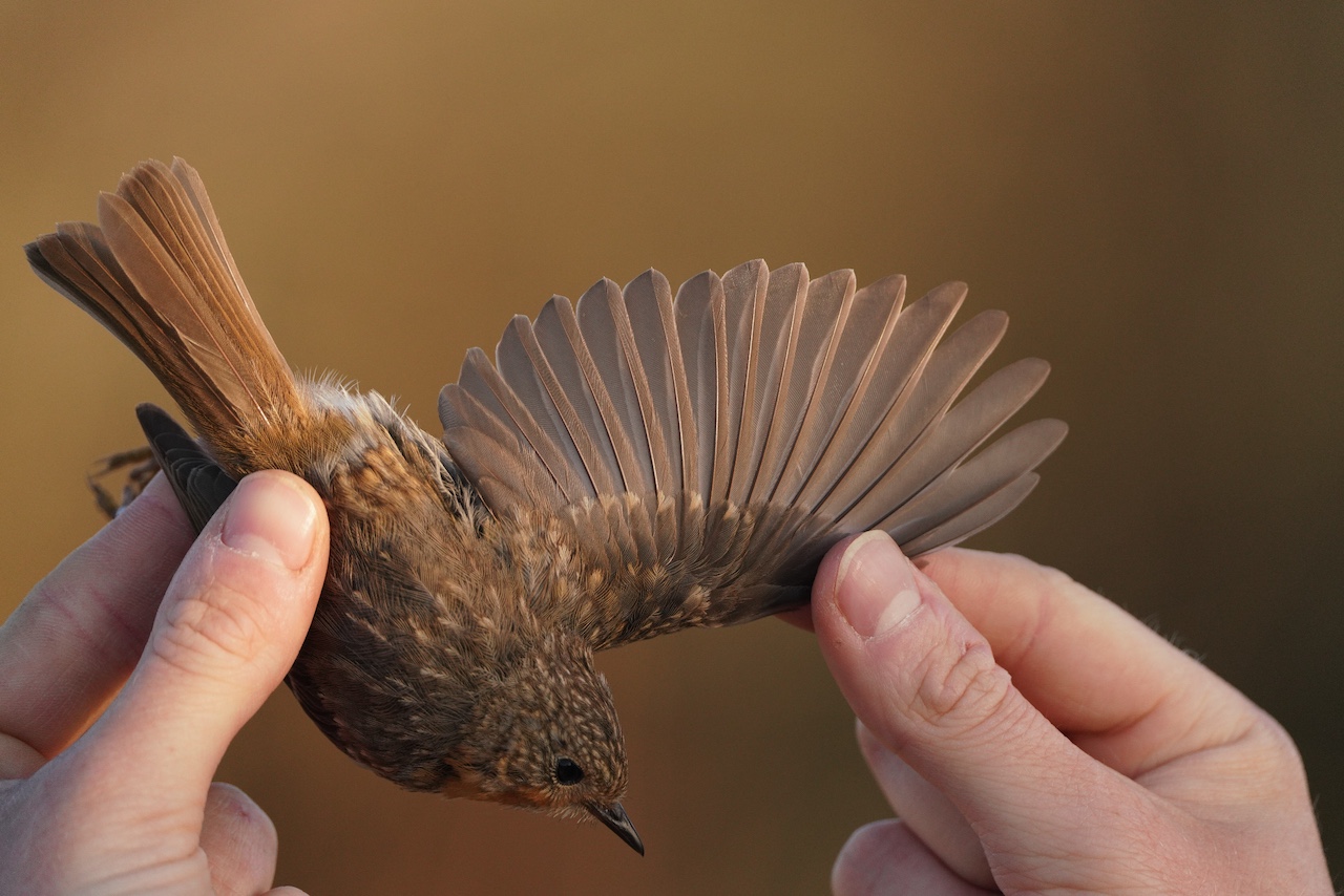 funky robin 17 04 2026 2