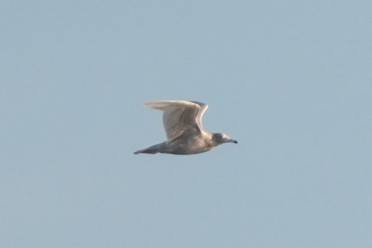 glaucous gull 2cy 20 03 26