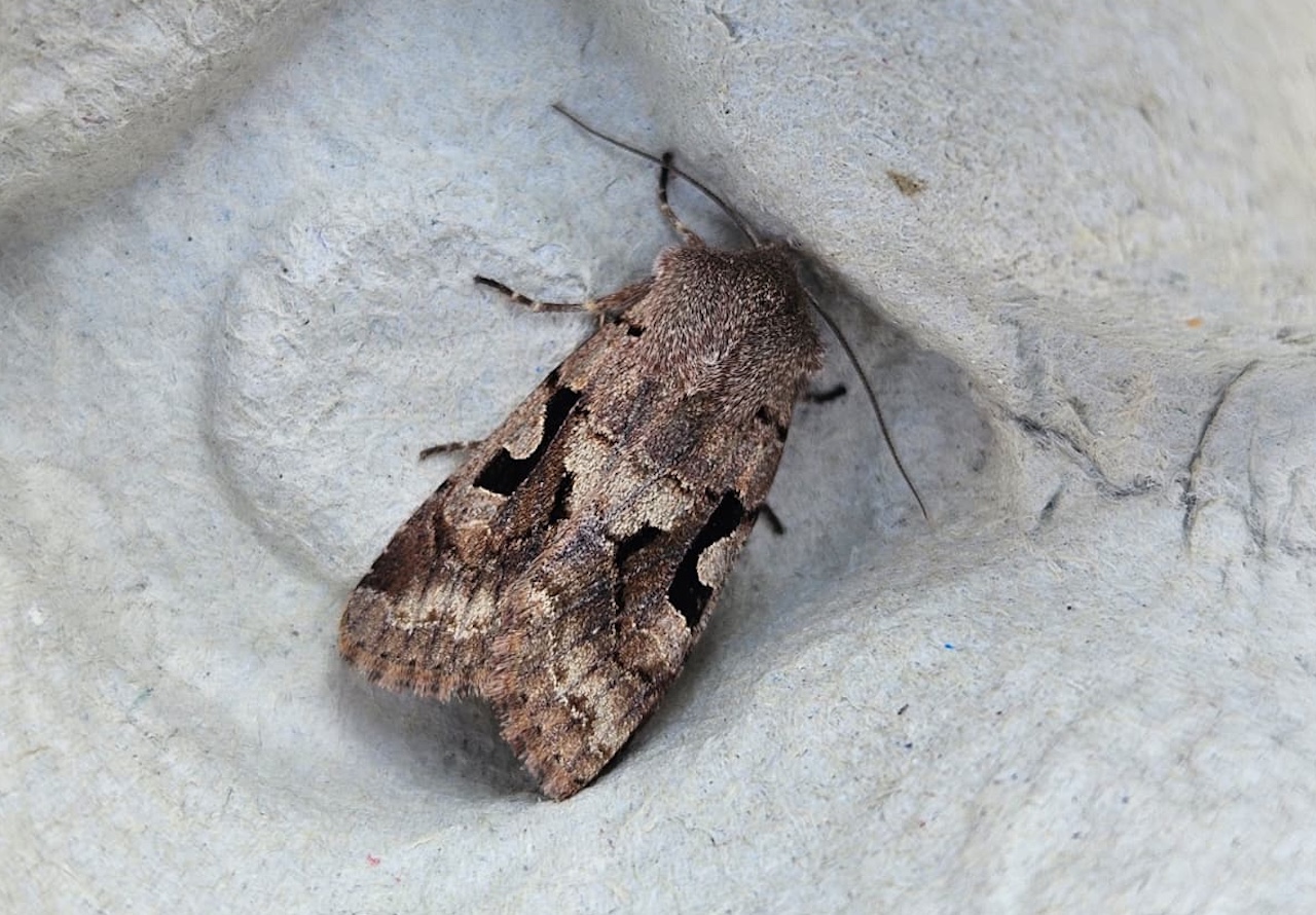 hebrew character moth 17 04 2026