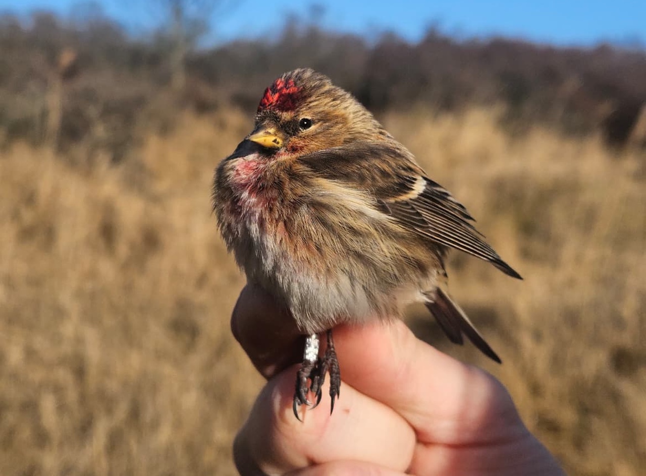 lesser redpoll 2026 03 30