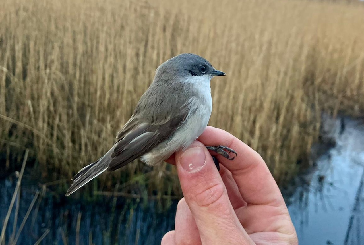 lesser whitethrpoat 29 04 2026